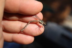 Lestes disjunctus