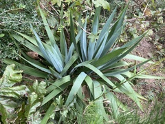 Yucca cernua