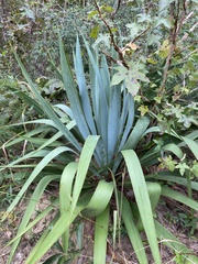 Yucca cernua