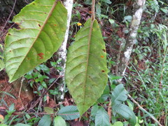 Elaeocarpus grahamii