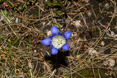Gentiana bicuspidata