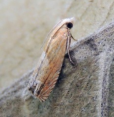 Eucosma conterminana