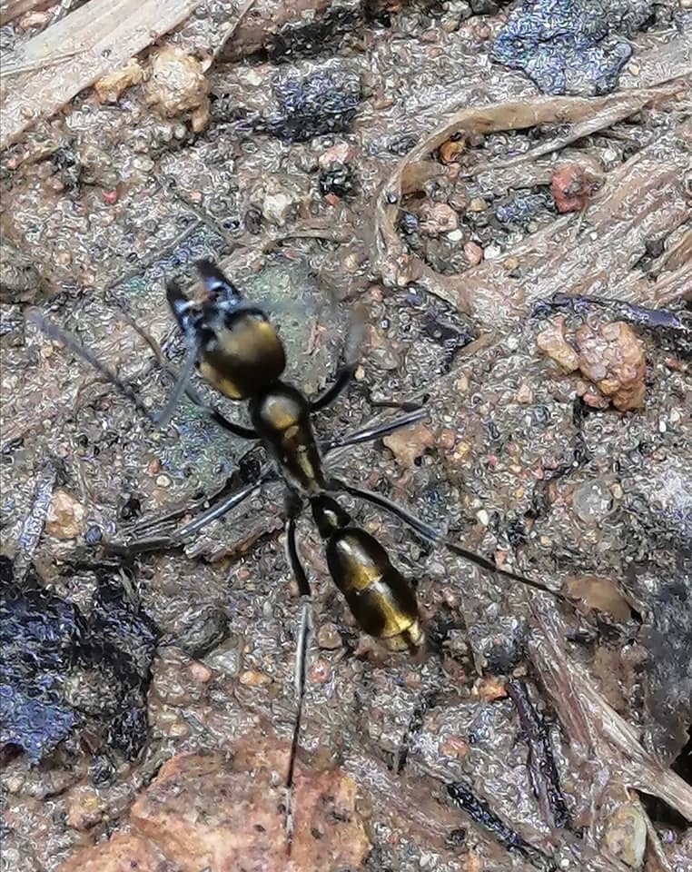 Neoponera