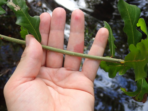 Quercus laurifolia image