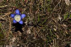 Gentiana bicuspidata