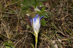 Gentiana bicuspidata