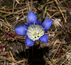 Gentiana bicuspidata