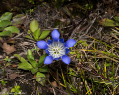 Gentiana bicuspidata