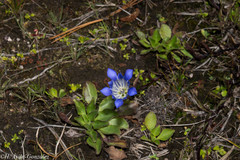 Gentiana bicuspidata