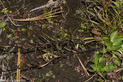 Gentiana bicuspidata
