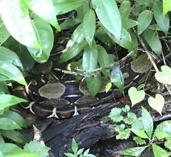 Boa constrictor