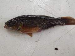 Dormitator maculatus