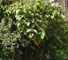 Miconia domociliata