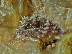 Amphioctopus marginatus