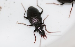 Limodromus assimilis