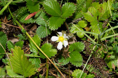 Fragaria vesca bracteata