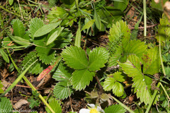 Fragaria vesca bracteata