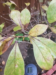 Sideroxylon lanuginosum