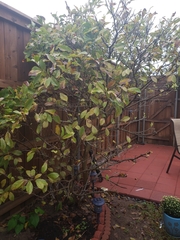 Sideroxylon lanuginosum