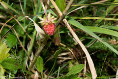 Fragaria vesca bracteata