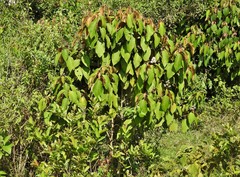 Miconia caudata