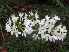 Proiphys amboinensis