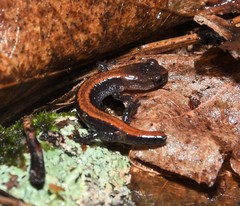 Plethodon sherando