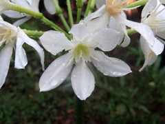 Proiphys amboinensis