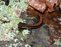 Plethodon sherando