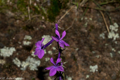 Lobelia sinaloae