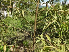 Vernonanthura patens