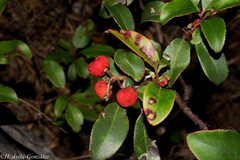 Arbutus occidentalis