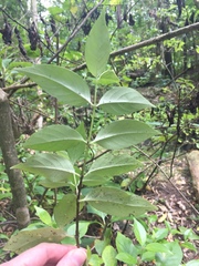Geniostoma ligustrifolium