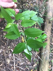 Geniostoma ligustrifolium