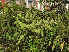 Vernonanthura patens