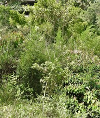 Vernonanthura patens