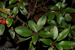 Arbutus occidentalis