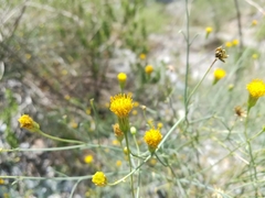 Porophyllum scoparium