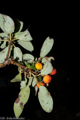 Arbutus occidentalis