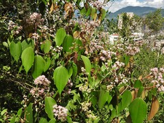Miconia caudata