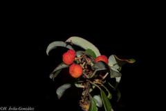 Arbutus occidentalis