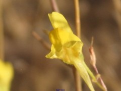 Linaria spartea