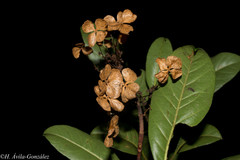 Hydrangea seemannii