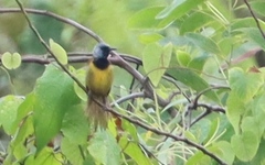 Hypergerus atriceps