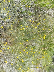 Porophyllum scoparium
