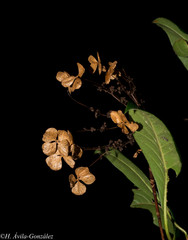 Hydrangea seemannii