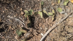 Opuntia aurea