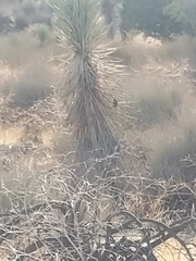 Callipepla californica