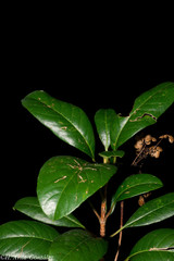 Hydrangea seemannii