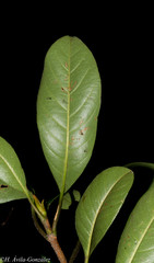 Hydrangea seemannii